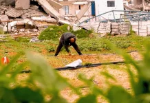 Menolak Menyerah! Tekad Warga Gaza Tak Tercabut, Garap Reruntuhan untuk Bertahan Hidup