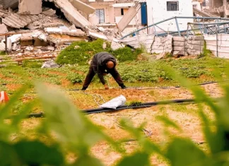Menolak Menyerah! Tekad Warga Gaza Tak Tercabut, Garap Reruntuhan untuk Bertahan Hidup