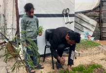 Tersisa 40 Persen di “Garis Kuning”, Lahan Pertanian Gaza Sekarat