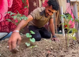Berkebun di Sela Tenda, Perjuangan Petani Gaza Melawan Politik Kelaparan