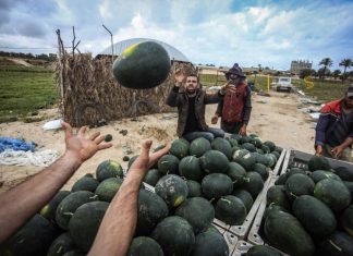 Bukan Liburan atau Pantai: Di Gaza, Impian Musim Panas Cuma Semangka Dingin