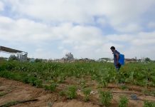 Memulai dari Nol: Petani Gaza Hidupkan Kembali Lahan Pertanian yang Dihancurkan Israel