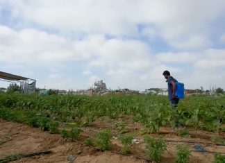 Memulai dari Nol: Petani Gaza Hidupkan Kembali Lahan Pertanian yang Dihancurkan Israel