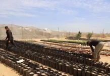 PBB: 97% Lahan Pertanian Gaza Rusak Akhir Agresi Israel, Ketahanan Pangan Lumpuh