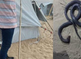 Teror Ular Mengintai Tenda Pengungsi Gaza, Warga Takut Tidur di Malam Hari