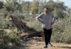 Petani Palestina Terpaksa Panen Zaitun dari Pohon yang Ditumbangkan Buldoser Israel