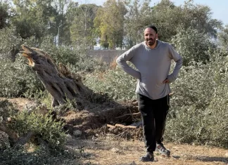 Petani Palestina Terpaksa Panen Zaitun dari Pohon yang Ditumbangkan Buldoser Israel