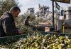 90% Kebun Rusak, Warga Gaza Berjuang Menyelamatkan Sisa Panen Zaitun