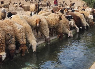 Dari Air hingga Ternak, Skenario Israel Memutus Urat Nadi Kehidupan Warga Tepi Barat