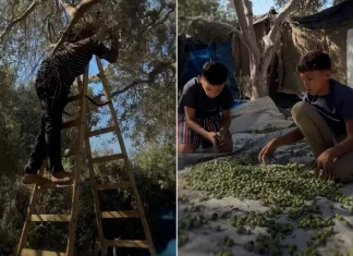Sabotase di Balik Musim Panen, Taktik Israel Lumpuhkan Lahan Zaitun Palestina