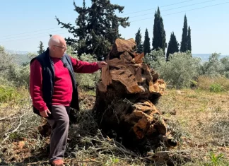 Kerugian Tembus Rp5 Triliun, Israel Rusak 284 Ribu Pohon Zaitun Palestina